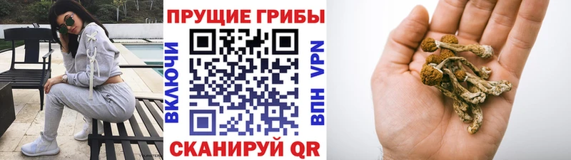 Галлюциногенные грибы прущие грибы  MEGA tor  Новая Ладога 